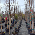 阳光春榆 Emerald Sunshine®  Chinese Elm
