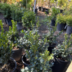 黄杨 English Boxwood