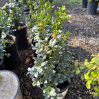 黄杨 English Boxwood