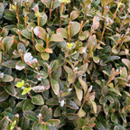 黄杨 English Boxwood