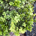 黄杨 English Boxwood