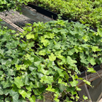 常青藤 English Ivy