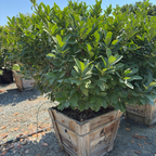 月桂 English Laurel