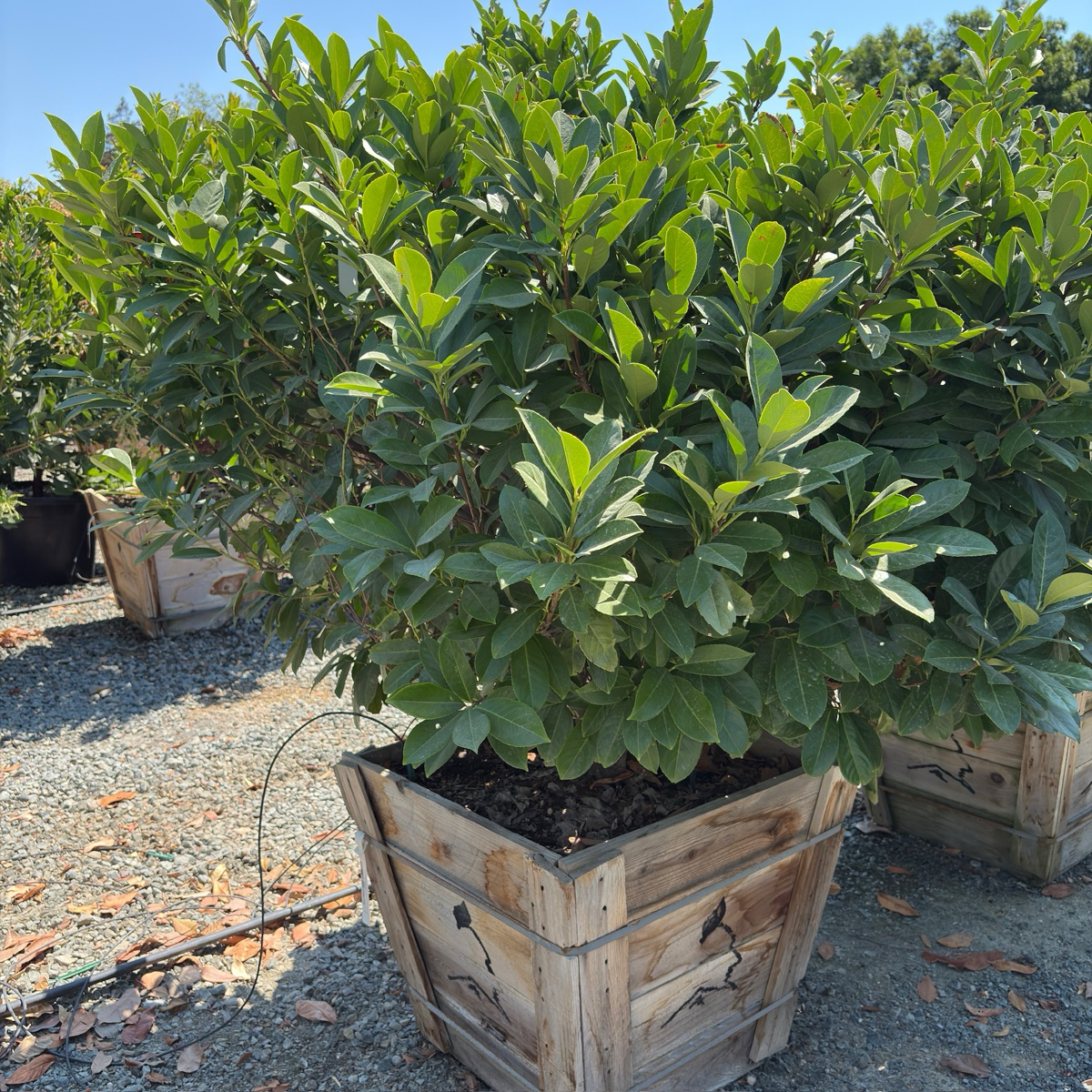 月桂 English Laurel