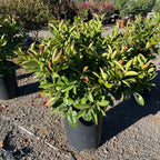 月桂 English Laurel