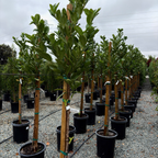 月桂 English Laurel