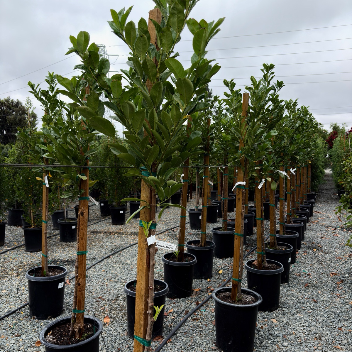 月桂 English Laurel