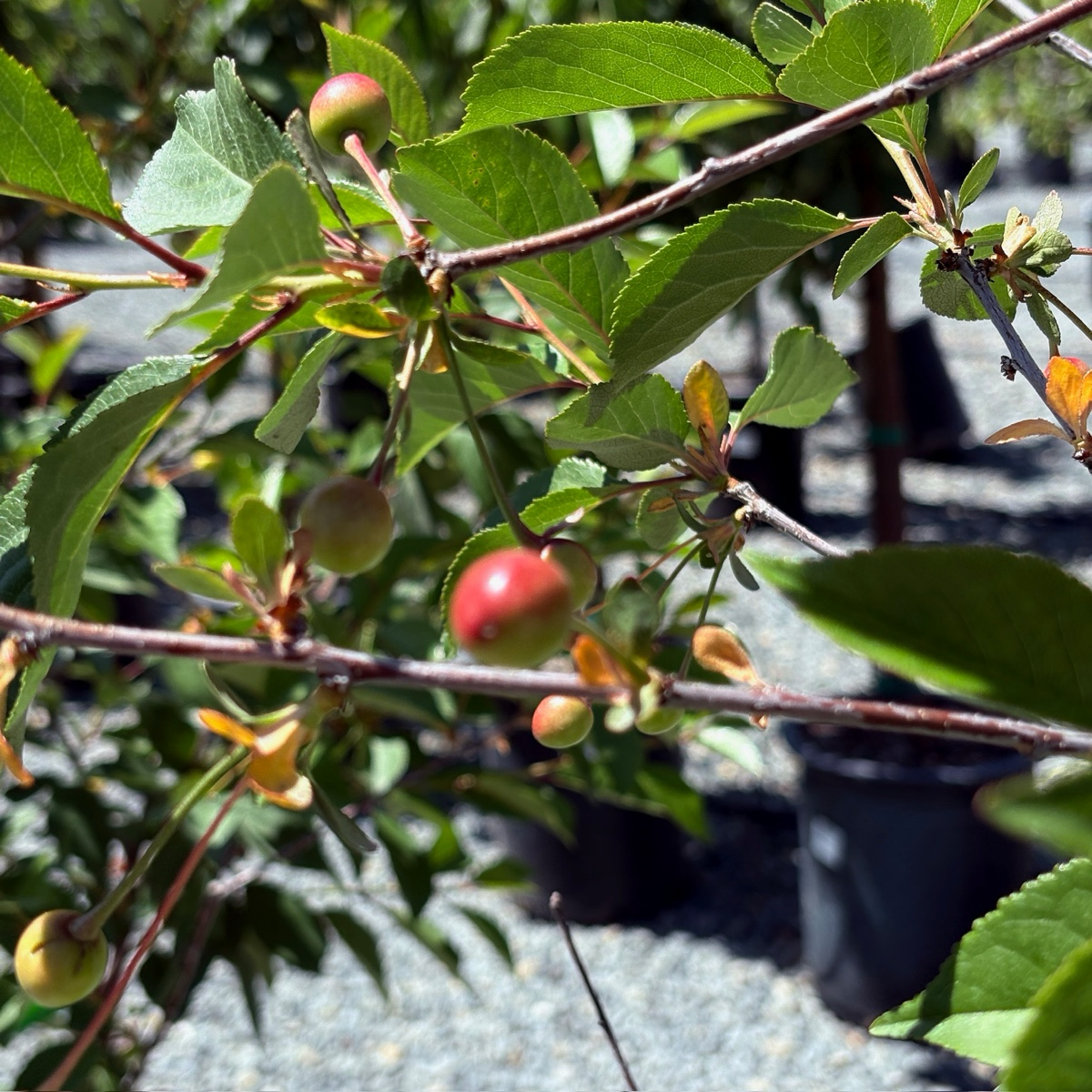 莫雷洛酸樱桃 English Morello Sour Cherry