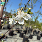 莫雷洛酸樱桃 English Morello Sour Cherry