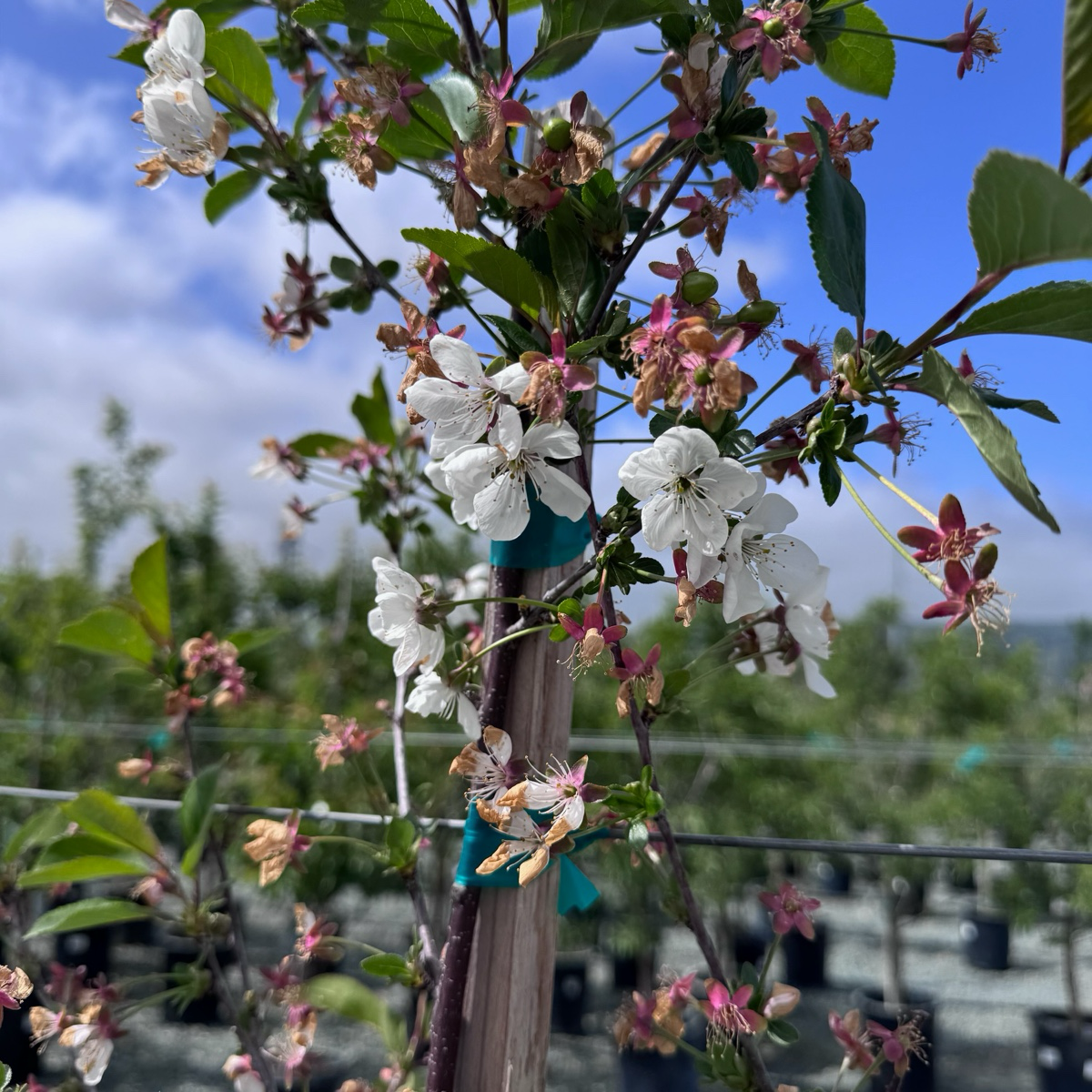 莫雷洛酸樱桃 English Morello Sour Cherry