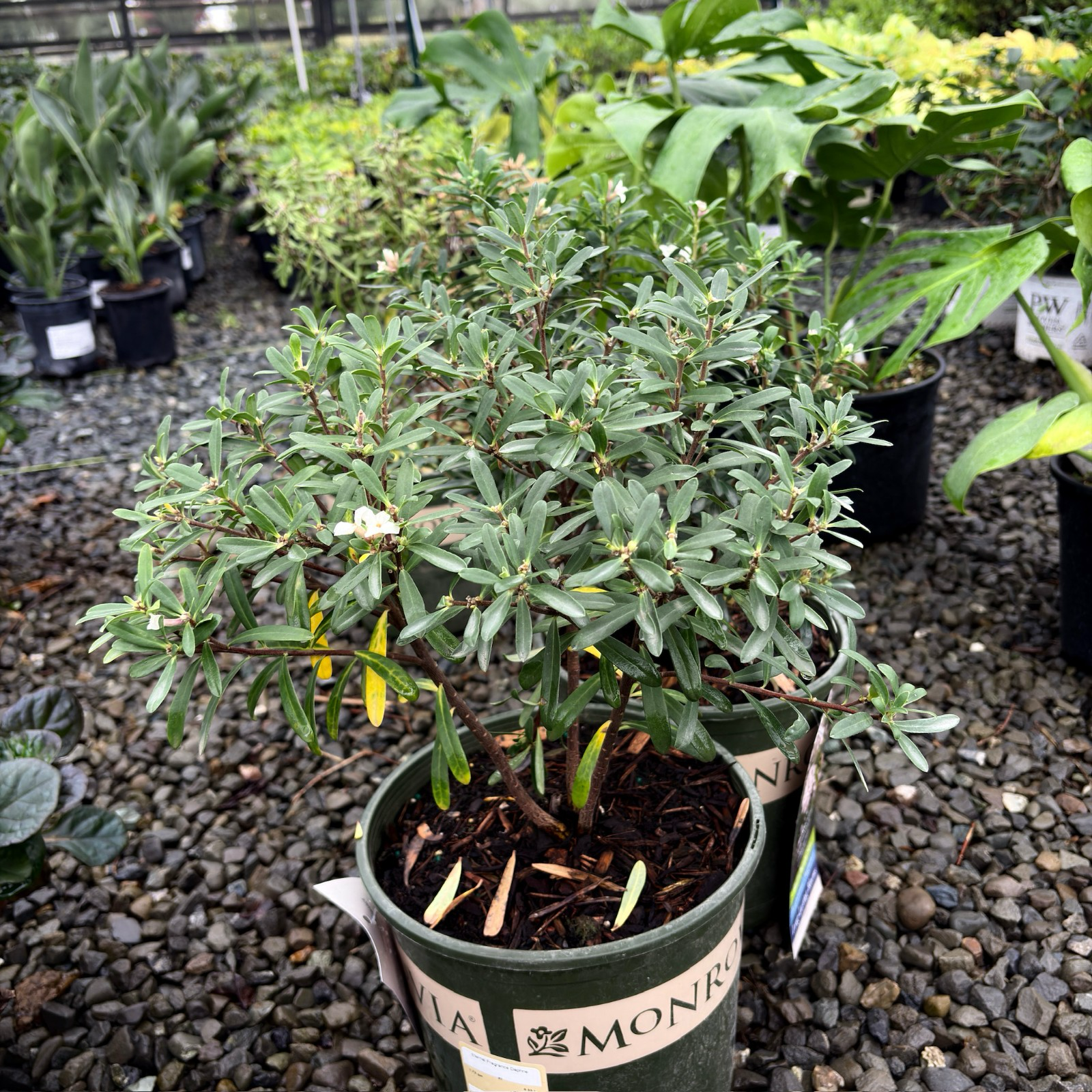 瑞香花 Eternal Fragrance Daphne