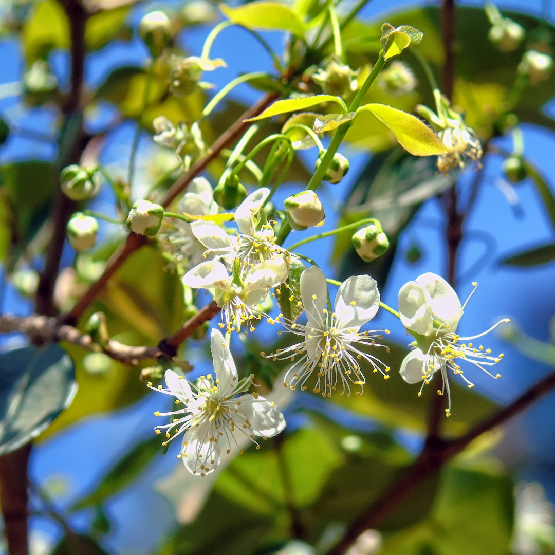 Chamba Surinman Cherry