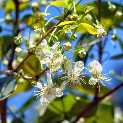 Cherry Tree - Suriname Chokecherry