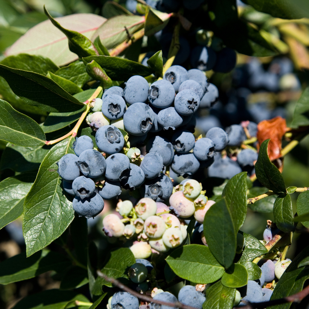 Misty  Shouthern Highbush Blueberry