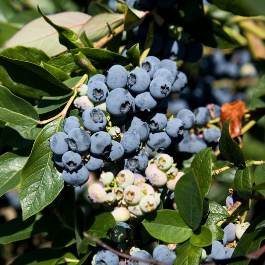 Blueberry Tree-Mist