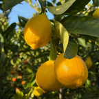 尤力克柠檬 Eureka Lemon