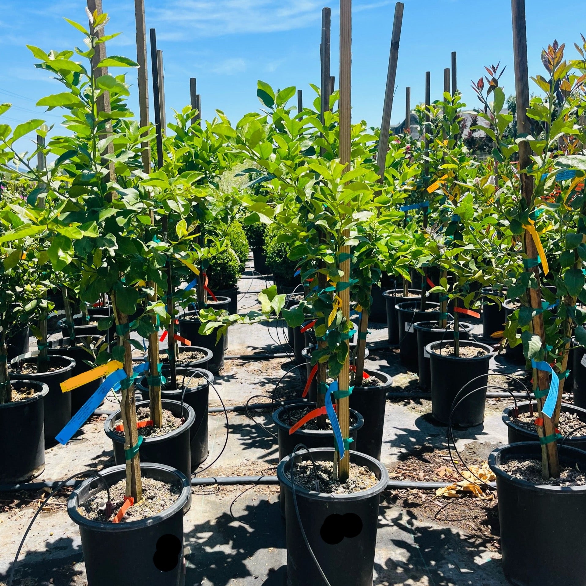 檸檬 尤力克柠檬– Landz.us