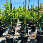 尤力克柠檬 Eureka Lemon