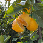 尤力克柠檬 Eureka Lemon