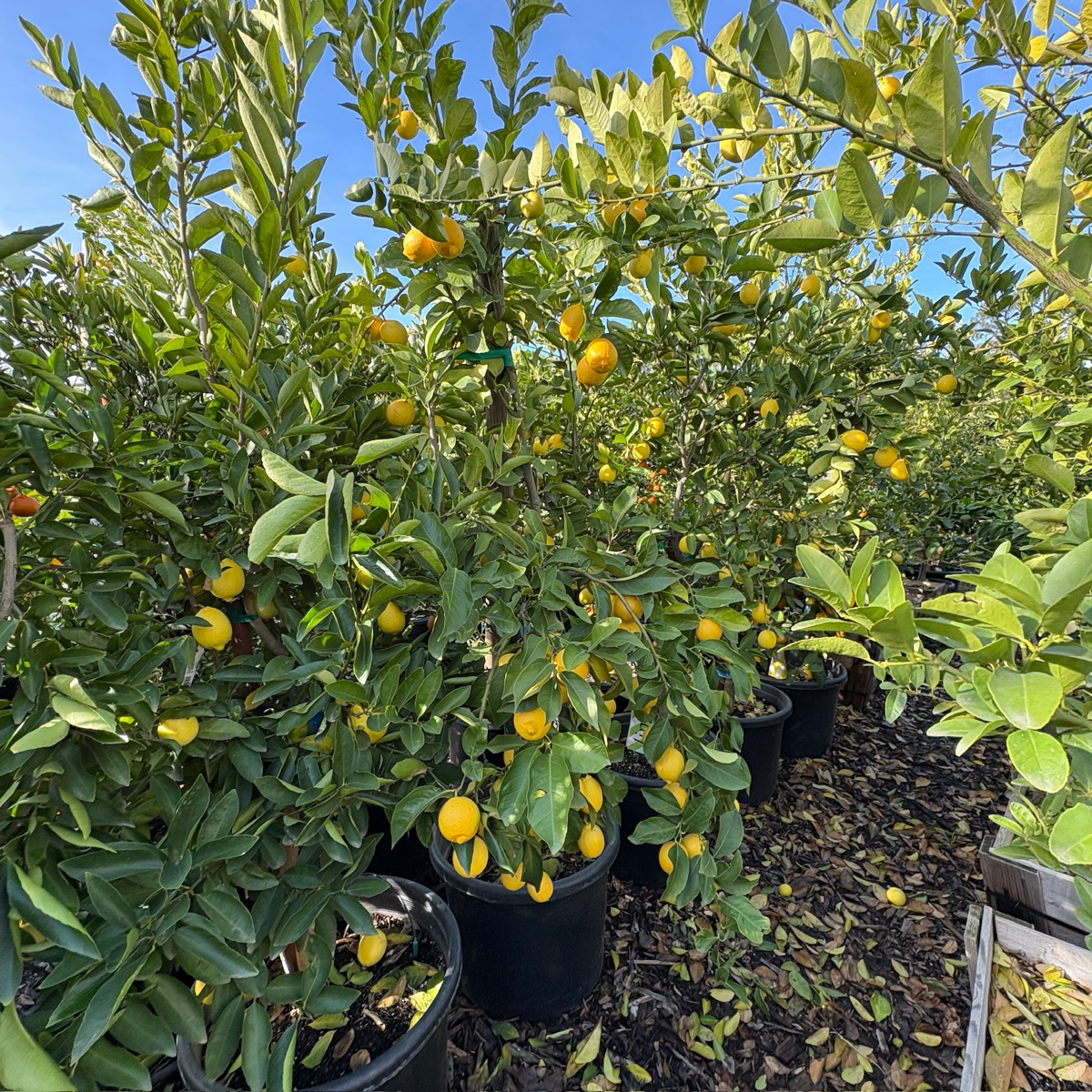 尤力克柠檬 Eureka Lemon