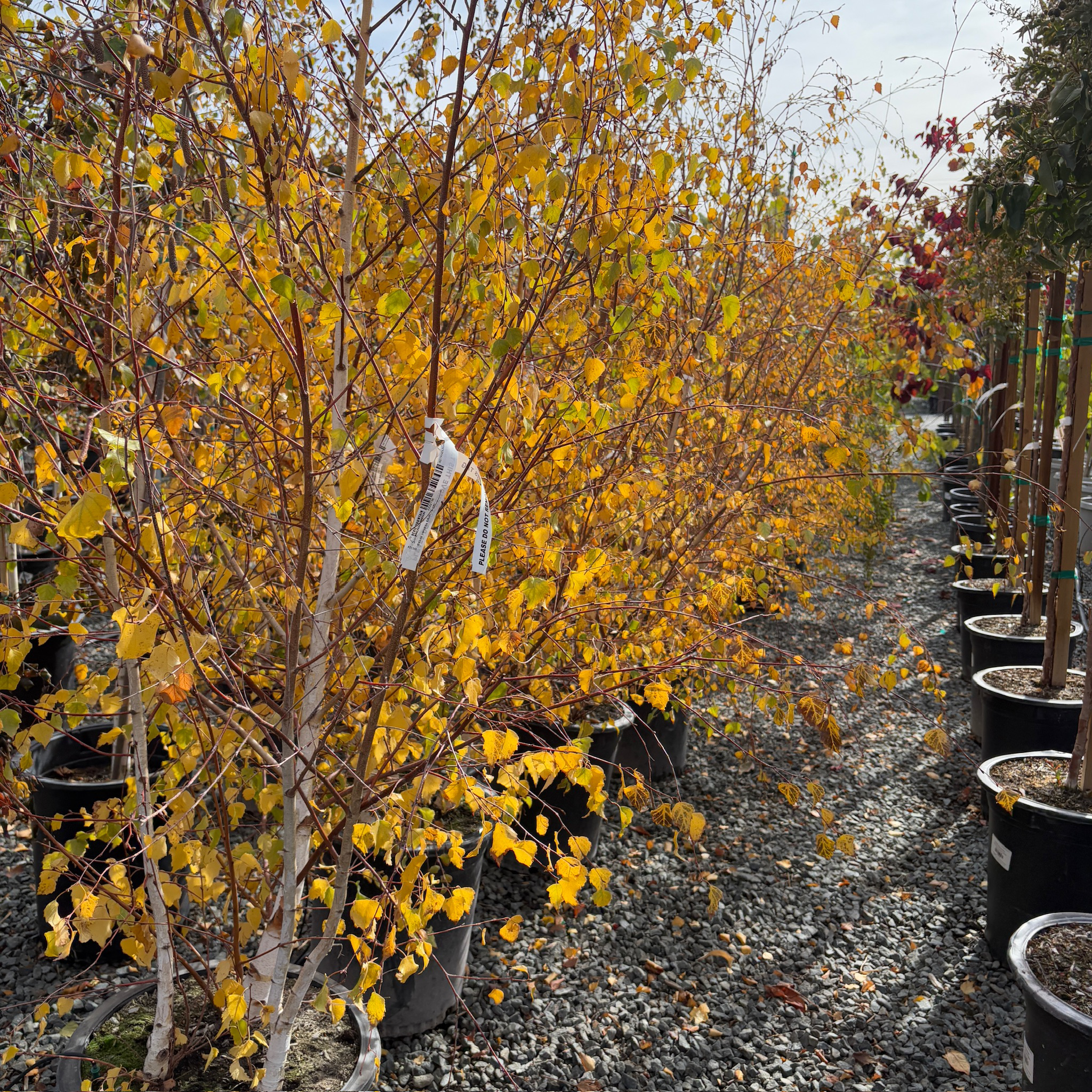 桦树 European White Birch