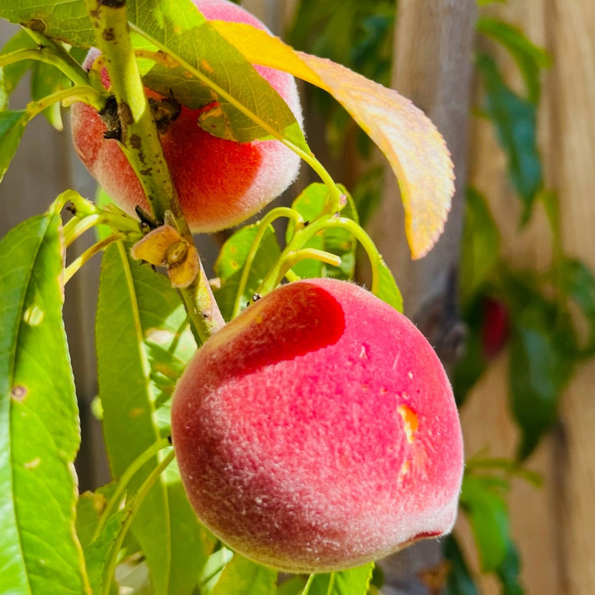 黄桃-夏娃的骄傲黄桃 Eva’s Pride Peach