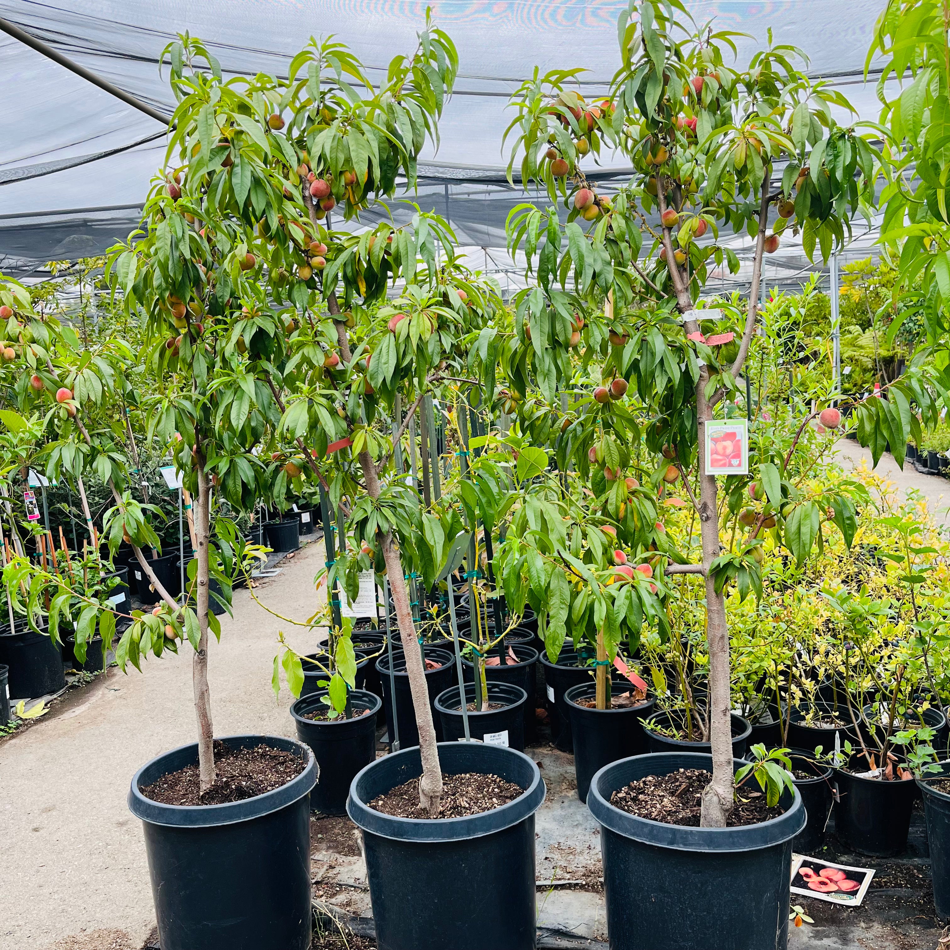 黄桃-夏娃的骄傲黄桃 Eva’s Pride Peach