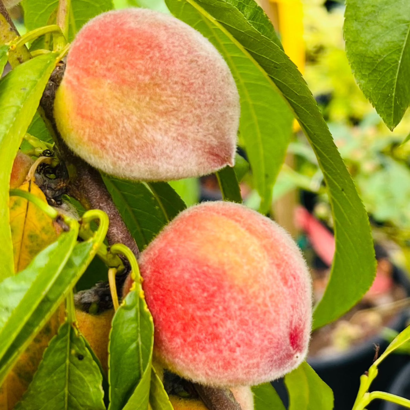 黄桃-夏娃的骄傲黄桃 Eva’s Pride Peach