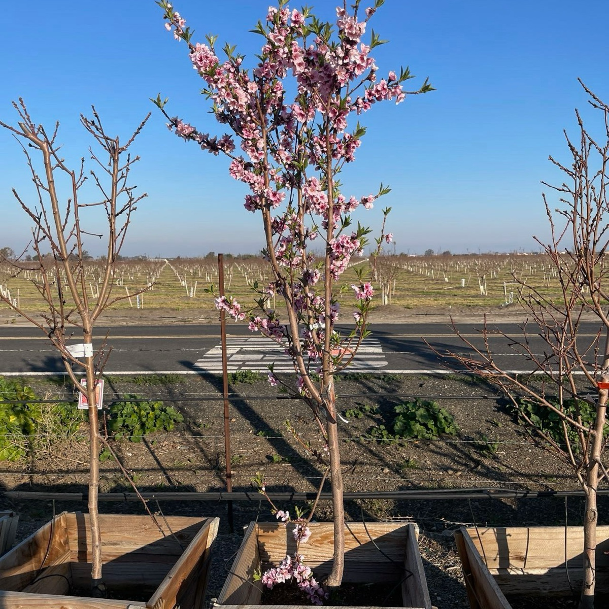 黄桃-夏娃的骄傲黄桃 Eva’s Pride Peach