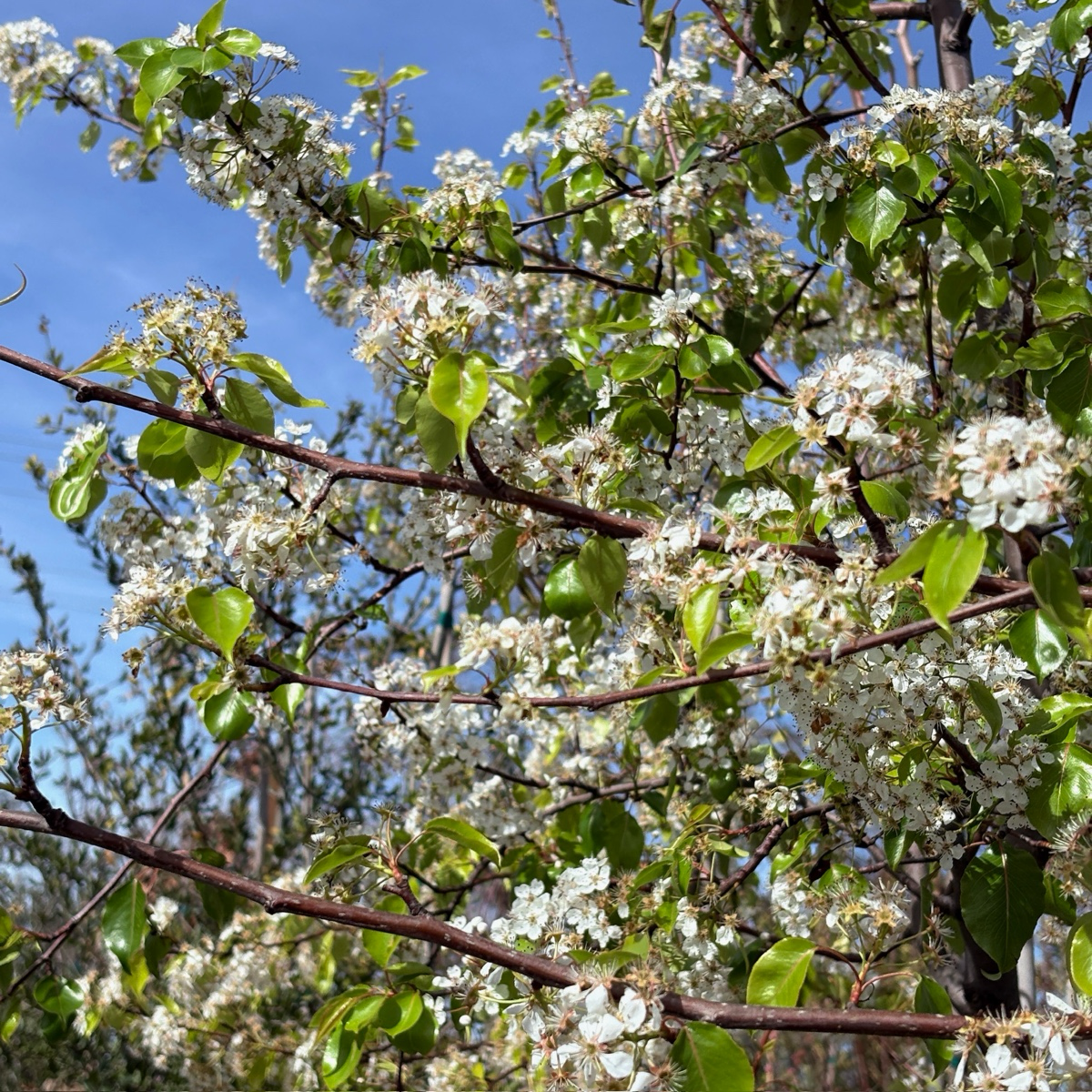 常青梨花树 Evergreen Pear