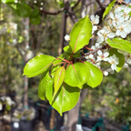 常青梨花树 Evergreen Pear