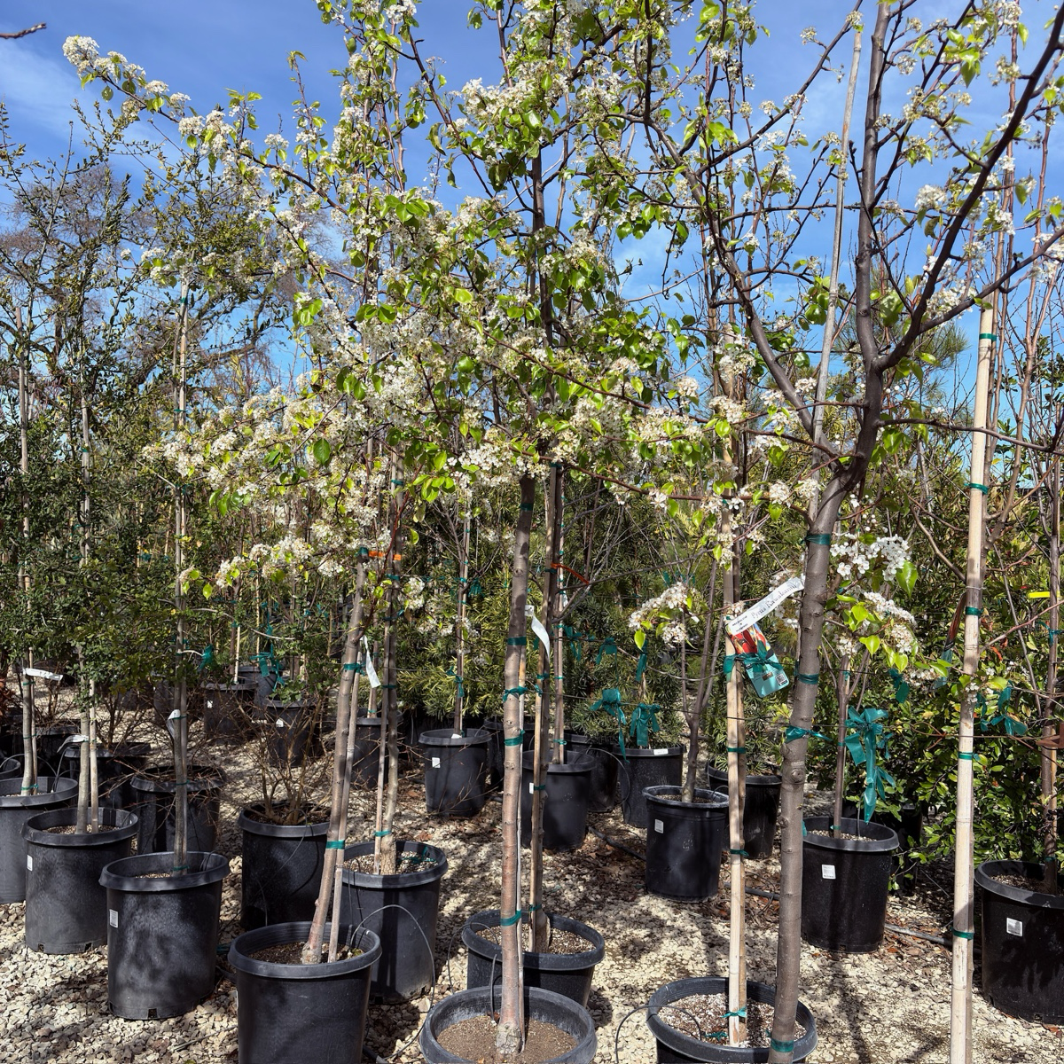 常青梨花树 Evergreen Pear