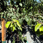 常青梨花树 Evergreen Pear