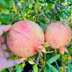甜蜜软籽石榴 Eversweet Pomgranate