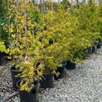 甜蜜软籽石榴 Eversweet Pomgranate