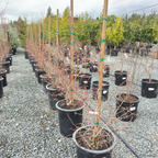 甜蜜软籽石榴 Eversweet Pomgranate