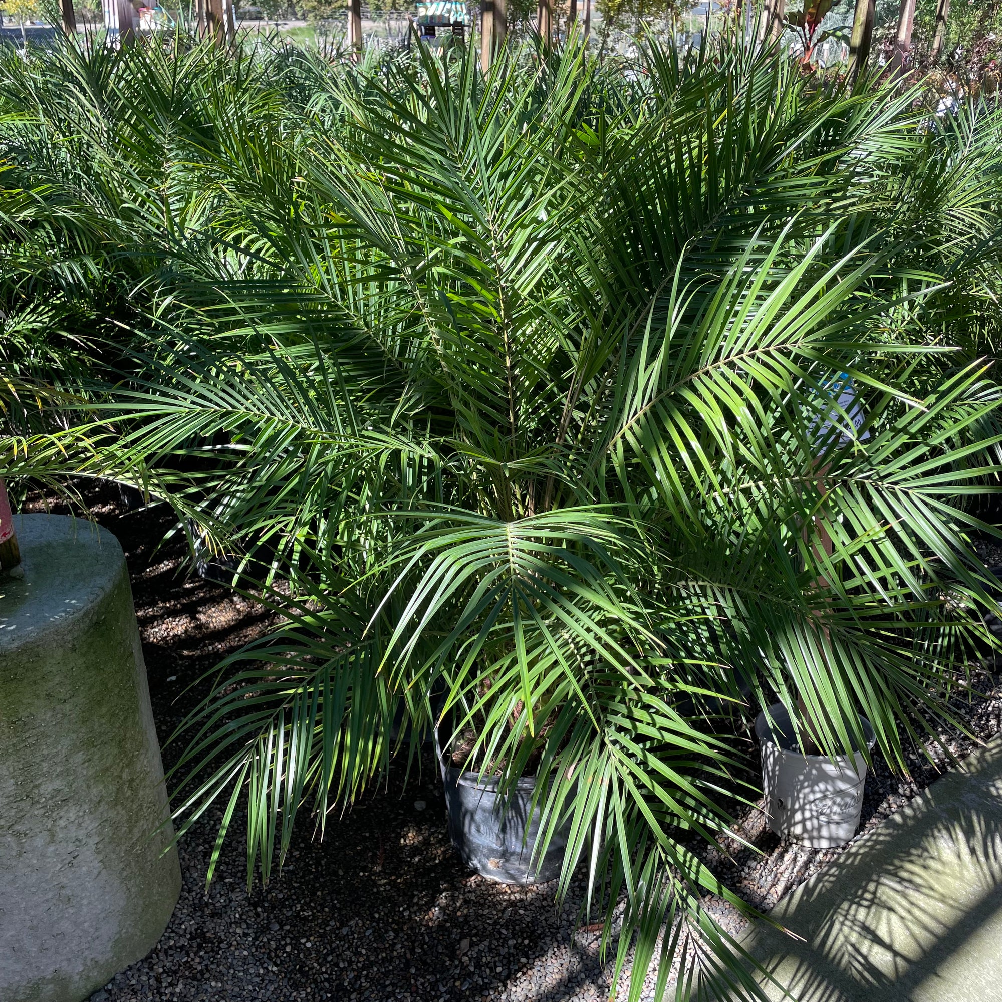 Pygmy Date Palm