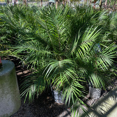 棕榈树-矮小枣椰树