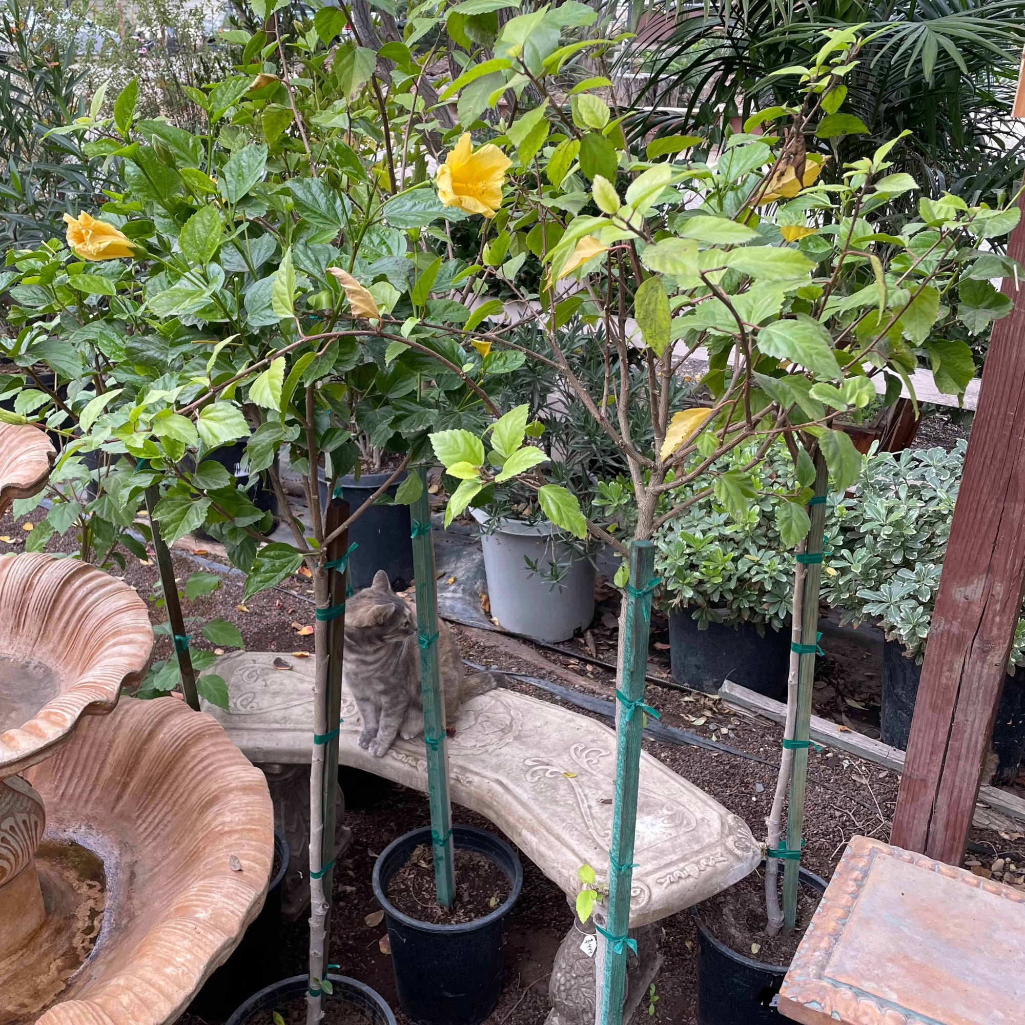 Butterfly Tropical Hibiscus