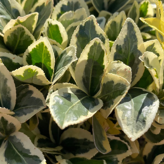 Shrubs - Silver Edge Honeysuckle