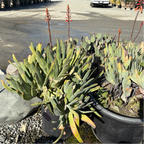 折扇芦荟 Fan Aloe