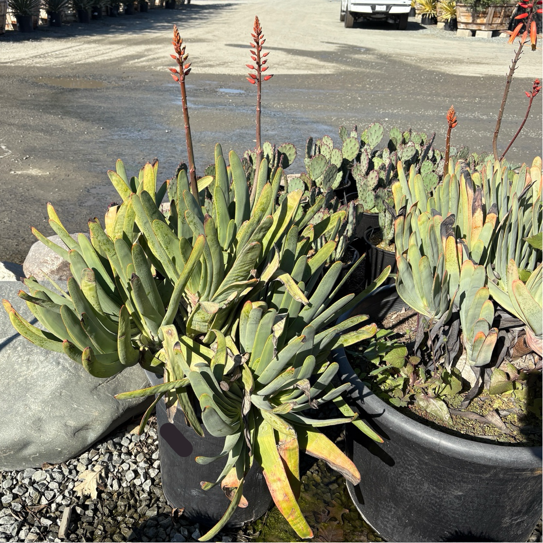 折扇芦荟 Fan Aloe