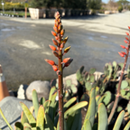 折扇芦荟 Fan Aloe