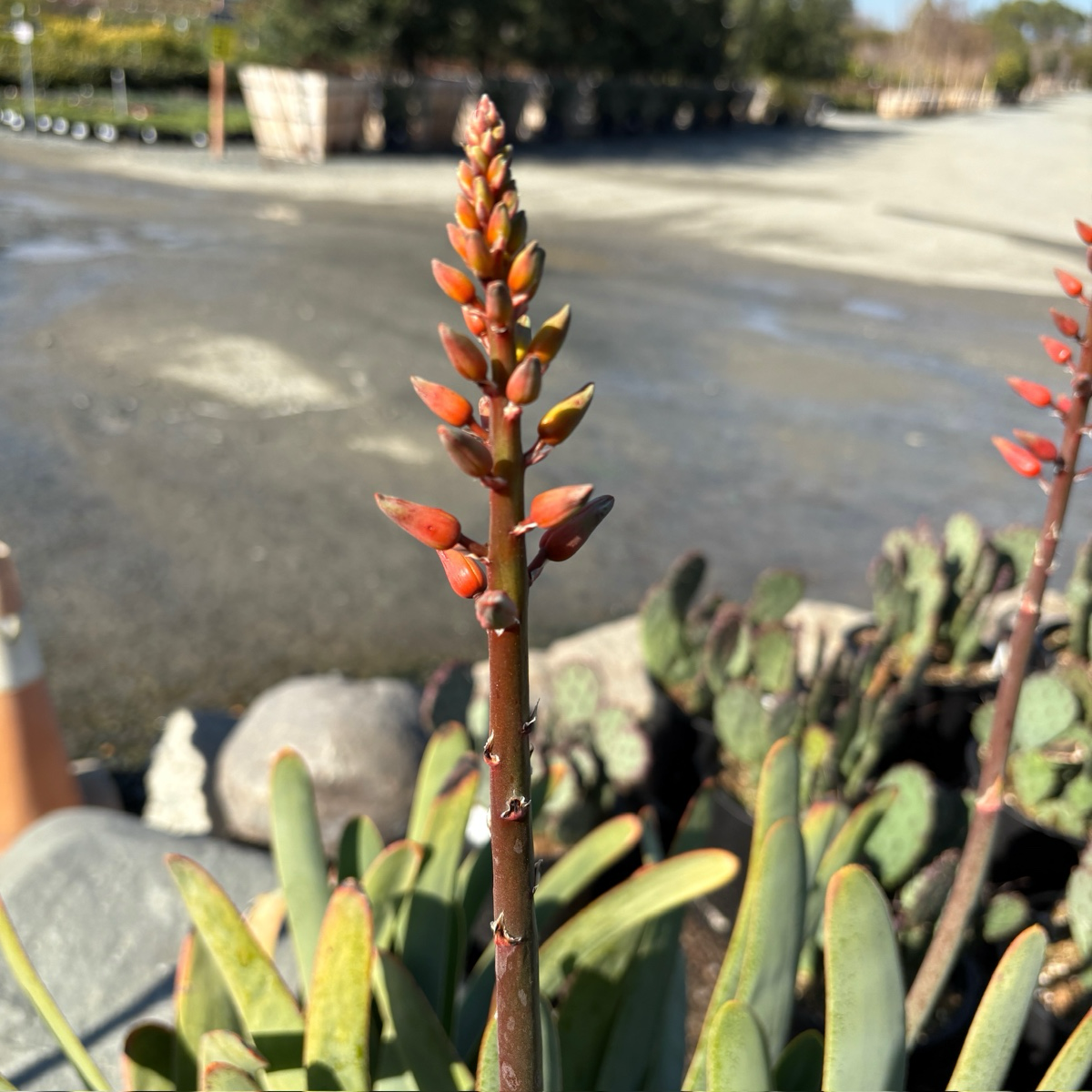 折扇芦荟 Fan Aloe