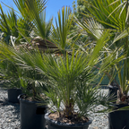 欧洲矮棕 Fan Palm