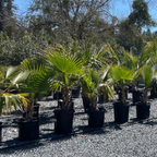 欧洲矮棕 Fan Palm