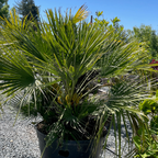 欧洲矮棕 Fan Palm
