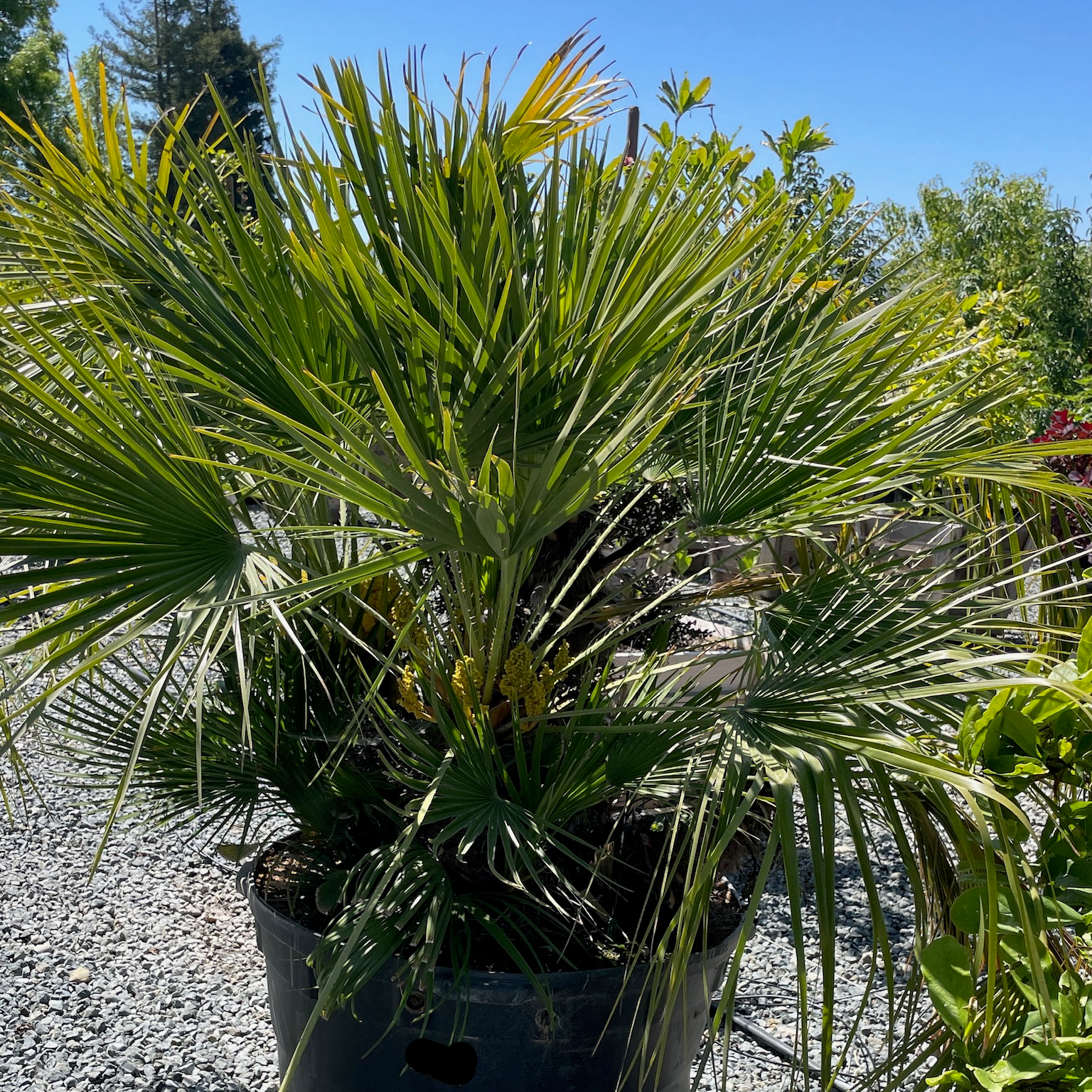 欧洲矮棕 Fan Palm