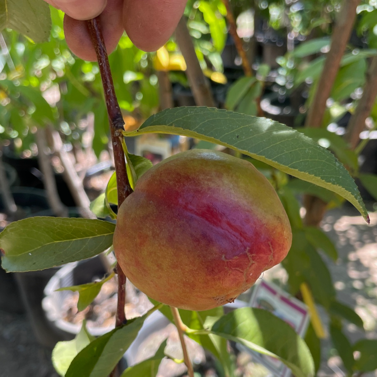 幻想曲油桃 Fantasia Nectarine