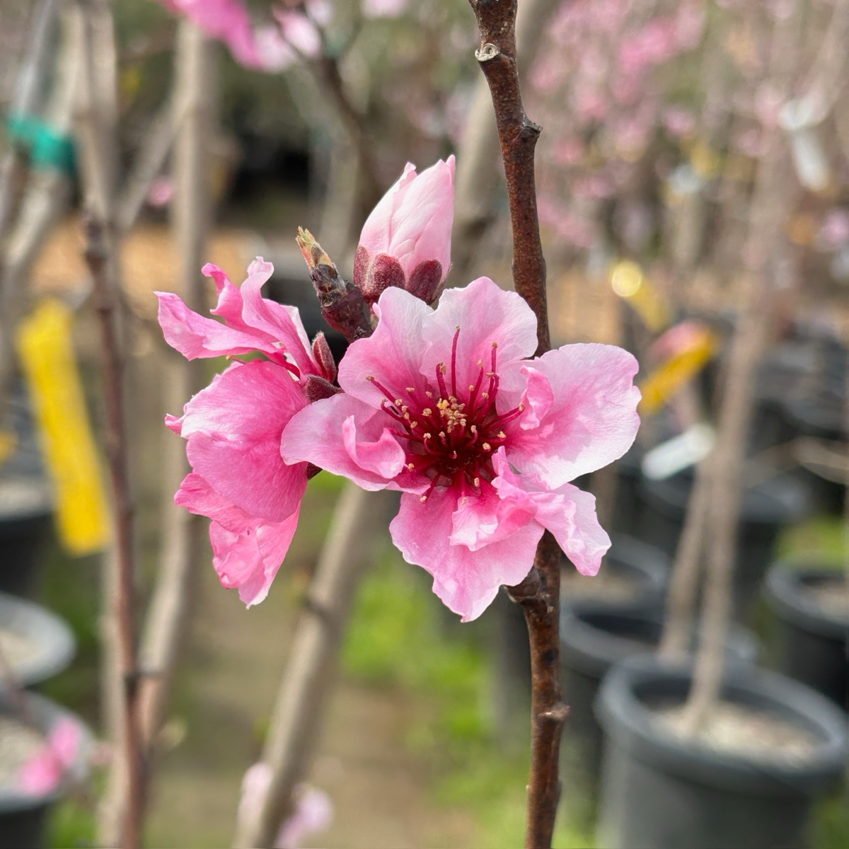 幻想曲油桃 Fantasia Nectarine